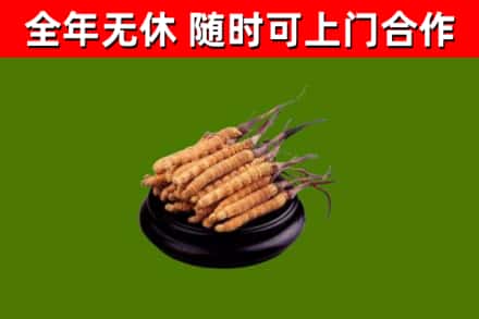 重庆回收散虫草
